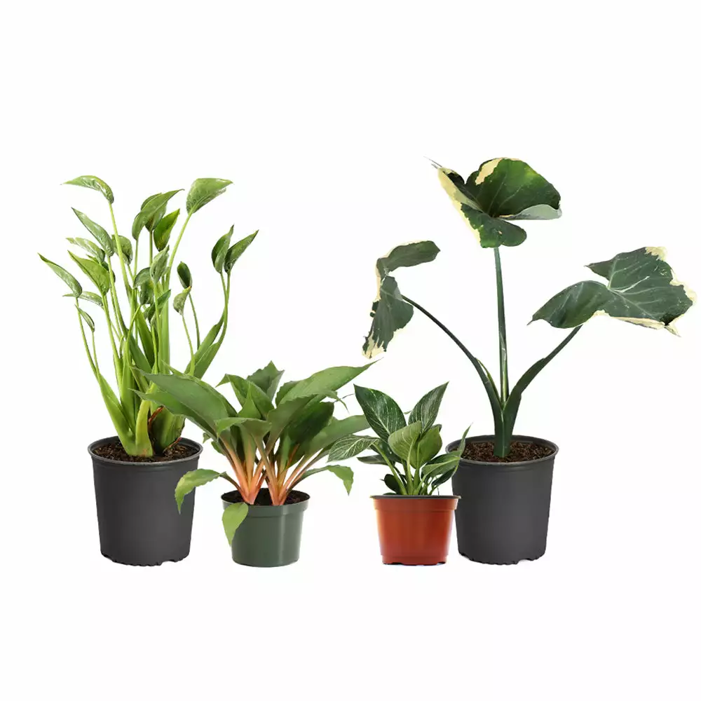 Fast Growing Trees Rare House Plant Kit 4 Fast Growing Trees Rare House Plant Kit