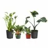 Fast Growing Trees Rare House Plant Kit