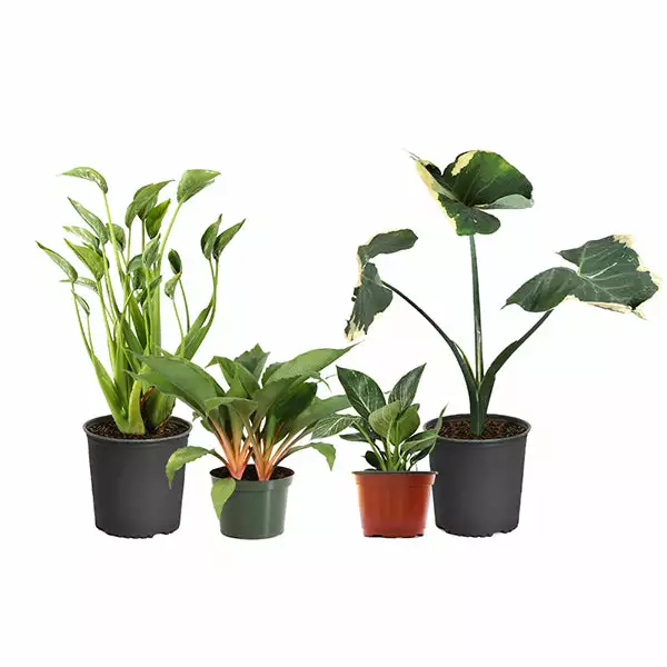 Fast Growing Trees Rare House Plant Kit 3 Fast Growing Trees Rare House Plant Kit