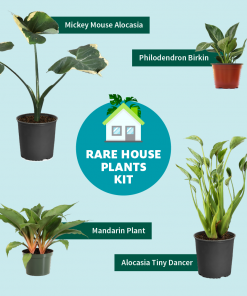 Fast Growing Trees Tiny Dancer Alocasia Plant 18 Fast Growing Trees Tiny Dancer Alocasia Plant