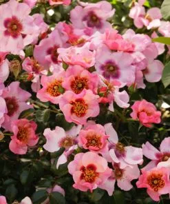 Fast Growing Trees Rose Trees Raspberry Kiss™ Rose Tree 8 Fast Growing Trees Rose Trees Raspberry Kiss™ Rose Tree