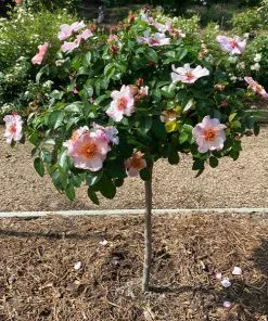 Fast Growing Trees Rose Trees Raspberry Kiss⢠Rose Tree