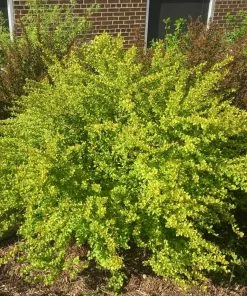 Fast Growing Trees See All Flowering Trees Raspberry Lemonade™ Ninebark 8 Fast Growing Trees See All Flowering Trees Raspberry Lemonade™ Ninebark