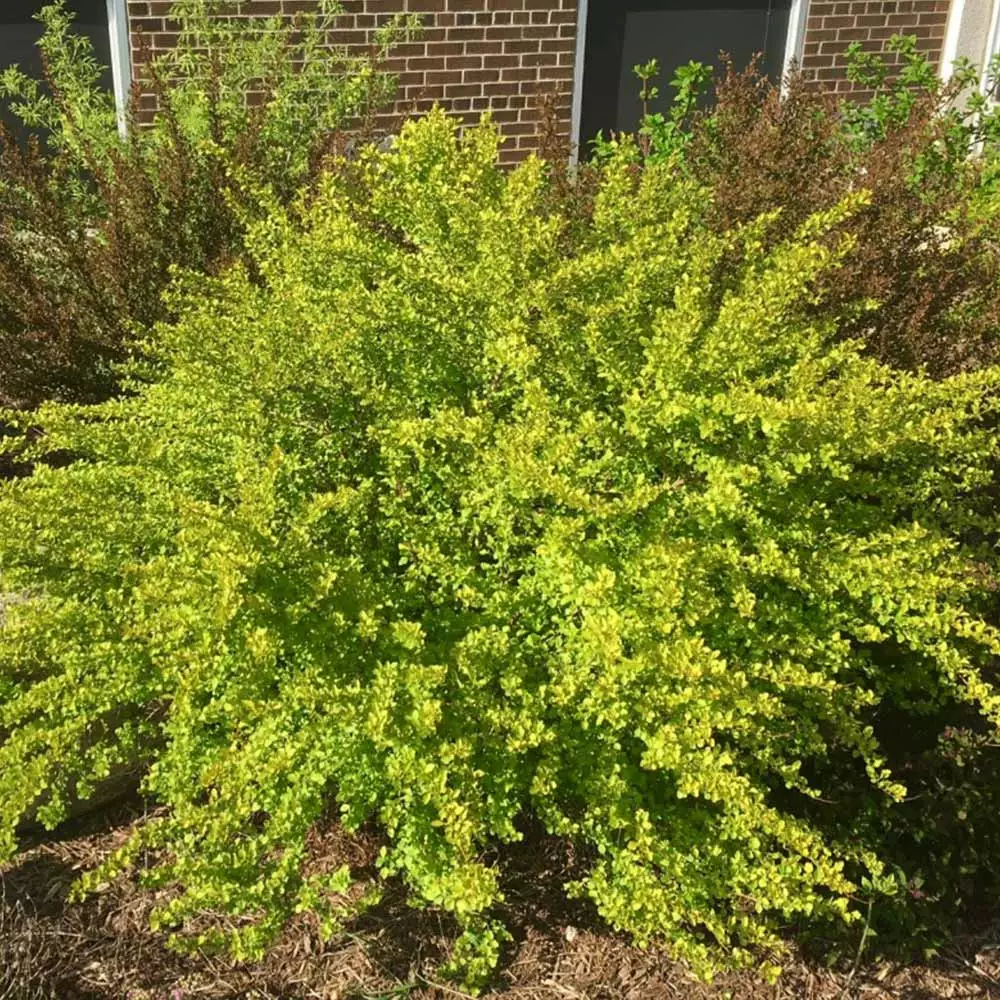 Fast Growing Trees See All Flowering Trees Raspberry Lemonade™ Ninebark 5 Fast Growing Trees See All Flowering Trees Raspberry Lemonade™ Ninebark