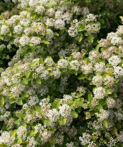 Fast Growing Trees See All Flowering Trees Raspberry Lemonade™ Ninebark 9 Fast Growing Trees See All Flowering Trees Raspberry Lemonade™ Ninebark