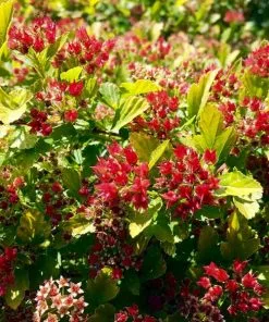 Fast Growing Trees See All Flowering Trees Raspberry Lemonade™ Ninebark