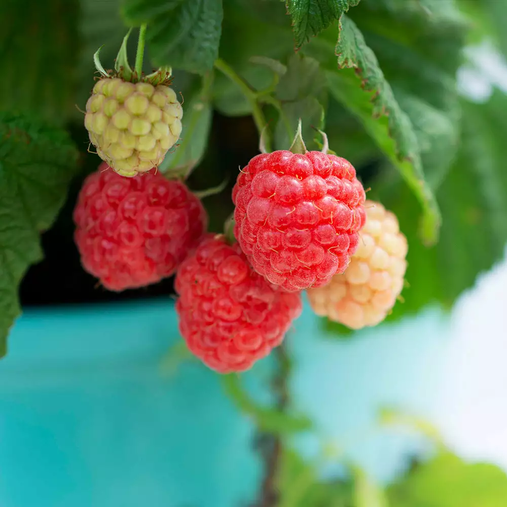 Fast Growing Trees Bushel And Berry® Raspberry Shortcake® Bush 6 Fast Growing Trees Bushel And Berry® Raspberry Shortcake® Bush