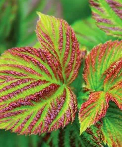 Fast Growing Trees Bushel And Berry® Raspberry Shortcake® Bush 9 Fast Growing Trees Bushel And Berry® Raspberry Shortcake® Bush