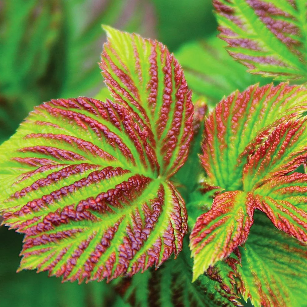 Fast Growing Trees Bushel And Berry® Raspberry Shortcake® Bush 5 Fast Growing Trees Bushel And Berry® Raspberry Shortcake® Bush