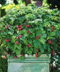 Fast Growing Trees Bushel And Berry® Raspberry Shortcake® Bush