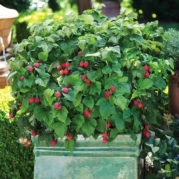 Fast Growing Trees Bushel And Berry® Raspberry Shortcake® Bush 3 Fast Growing Trees Bushel And Berry® Raspberry Shortcake® Bush