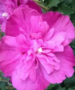 Fast Growing Trees Raspberry Smoothie™ Rose Of Sharon Althea