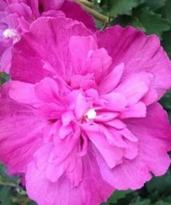 Fast Growing Trees Raspberry Smoothie™ Rose Of Sharon Althea