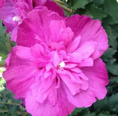 Fast Growing Trees Raspberry Smoothie™ Rose Of Sharon Althea 4 Fast Growing Trees Raspberry Smoothie™ Rose Of Sharon Althea