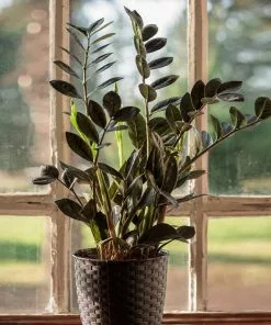 Fast Growing Trees Low Light House Plants Raven ZZ Plant 7 Fast Growing Trees Low Light House Plants Raven ZZ Plant