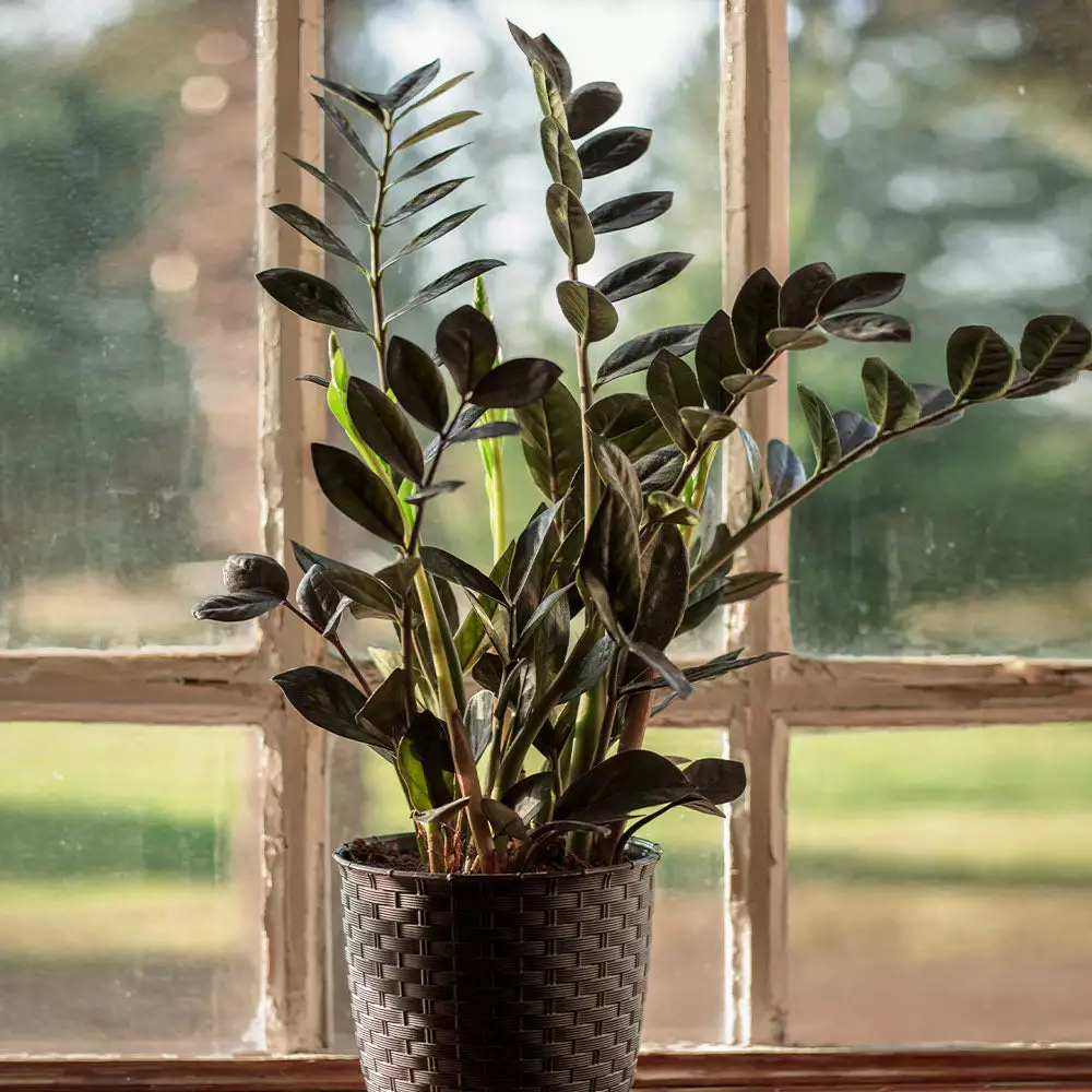 Fast Growing Trees Low Light House Plants Raven ZZ Plant 5 Fast Growing Trees Low Light House Plants Raven ZZ Plant