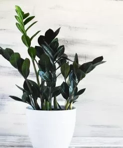 Fast Growing Trees Low Light House Plants Raven ZZ Plant