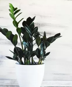 Fast Growing Trees Low Light House Plants Raven ZZ Plant