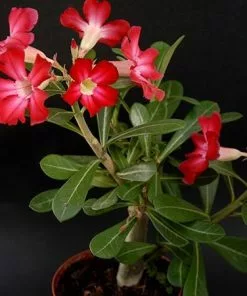 Fast Growing Trees Desert Rose 'Adenium' See All Flowering Trees 8 Fast Growing Trees Desert Rose 'Adenium' See All Flowering Trees