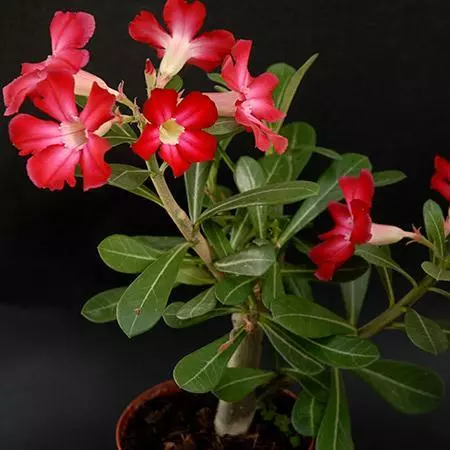 Fast Growing Trees Desert Rose 'Adenium' See All Flowering Trees 5 Fast Growing Trees Desert Rose 'Adenium' See All Flowering Trees