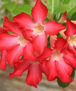 Fast Growing Trees Desert Rose 'Adenium' See All Flowering Trees 9 Fast Growing Trees Desert Rose 'Adenium' See All Flowering Trees
