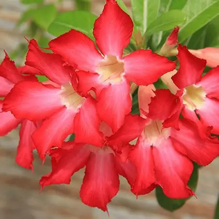 Fast Growing Trees Desert Rose 'Adenium' See All Flowering Trees 6 Fast Growing Trees Desert Rose 'Adenium' See All Flowering Trees