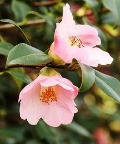 Fast Growing Trees Red Leaf Tea Plant
