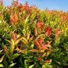 Fast Growing Trees Red Leaf Tea Plant 1 Fast Growing Trees Red Leaf Tea Plant