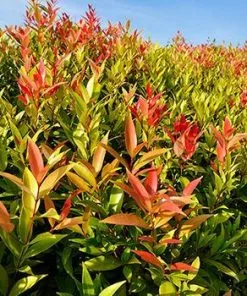 Fast Growing Trees Red Leaf Tea Plant