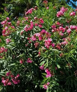 Fast Growing Trees Red Oleander See All Shrubs & Hedges 8 Fast Growing Trees Red Oleander See All Shrubs & Hedges