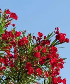 Fast Growing Trees Red Oleander See All Shrubs & Hedges 9 Fast Growing Trees Red Oleander See All Shrubs & Hedges