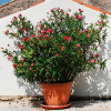 Fast Growing Trees Red Oleander See All Shrubs & Hedges 1 Fast Growing Trees Red Oleander See All Shrubs & Hedges