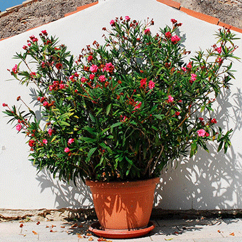 Fast Growing Trees Red Oleander See All Shrubs & Hedges 3 Fast Growing Trees Red Oleander See All Shrubs & Hedges