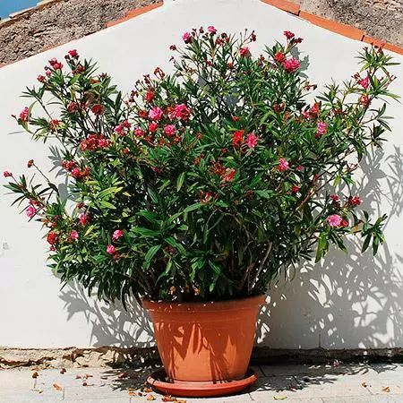 Fast Growing Trees Red Oleander See All Shrubs & Hedges 4 Fast Growing Trees Red Oleander See All Shrubs & Hedges