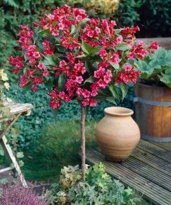 Fast Growing Trees Red Prince Weigela Tree See All Flowering Trees 6 Fast Growing Trees Red Prince Weigela Tree See All Flowering Trees