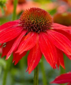 Fast Growing Trees See All Shrubs & Hedges Sombrero® Salsa Red Coneflower 9 Fast Growing Trees See All Shrubs & Hedges Sombrero® Salsa Red Coneflower