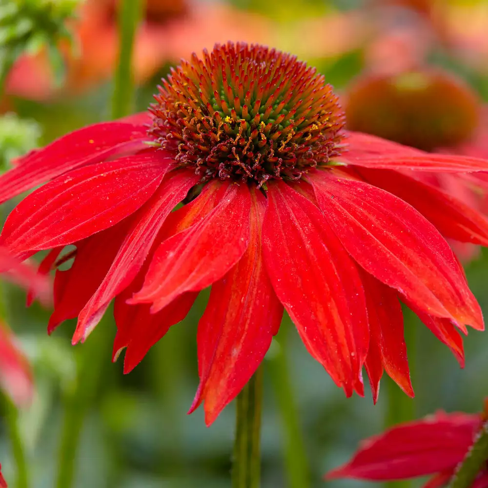 Fast Growing Trees See All Shrubs & Hedges Sombrero® Salsa Red Coneflower 5 Fast Growing Trees See All Shrubs & Hedges Sombrero® Salsa Red Coneflower