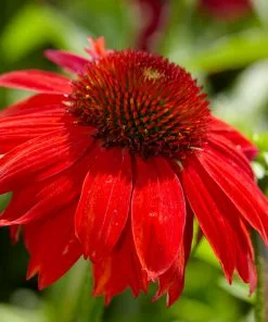 Fast Growing Trees See All Shrubs & Hedges Sombrero® Salsa Red Coneflower 10 Fast Growing Trees See All Shrubs & Hedges Sombrero® Salsa Red Coneflower