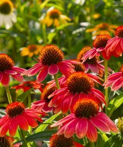 Fast Growing Trees See All Shrubs & Hedges Sombrero® Salsa Red Coneflower 11 Fast Growing Trees See All Shrubs & Hedges Sombrero® Salsa Red Coneflower