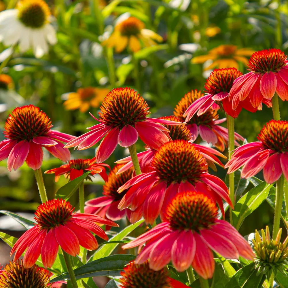 Fast Growing Trees See All Shrubs & Hedges Sombrero® Salsa Red Coneflower 7 Fast Growing Trees See All Shrubs & Hedges Sombrero® Salsa Red Coneflower