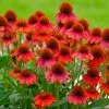 Fast Growing Trees See All Shrubs & Hedges Sombrero® Salsa Red Coneflower 2 Fast Growing Trees See All Shrubs & Hedges Sombrero® Salsa Red Coneflower