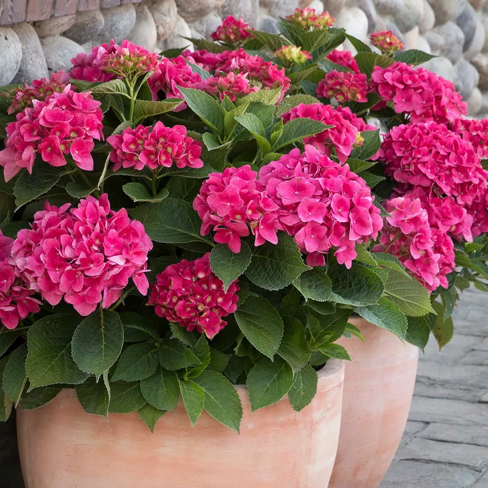 Fast Growing Trees Hydrangea Shrubs Red N' Pretty® Hydrangea Shrub 4 Fast Growing Trees Hydrangea Shrubs Red N' Pretty® Hydrangea Shrub