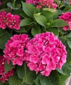 Fast Growing Trees Hydrangea Shrubs Red N' Pretty® Hydrangea Shrub 7 Fast Growing Trees Hydrangea Shrubs Red N' Pretty® Hydrangea Shrub
