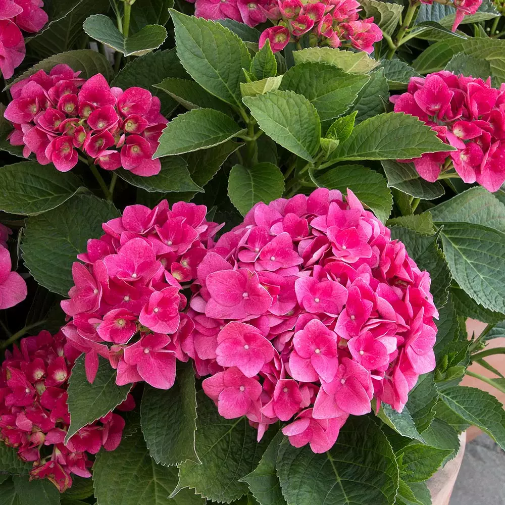 Fast Growing Trees Hydrangea Shrubs Red N' Pretty® Hydrangea Shrub 5 Fast Growing Trees Hydrangea Shrubs Red N' Pretty® Hydrangea Shrub