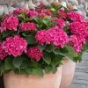 Fast Growing Trees Hydrangea Shrubs Red N' Pretty® Hydrangea Shrub 1 Fast Growing Trees Hydrangea Shrubs Red N' Pretty® Hydrangea Shrub