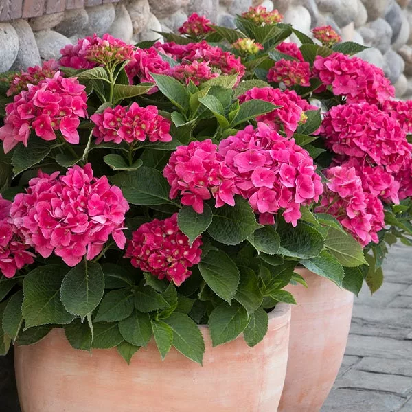 Fast Growing Trees Hydrangea Shrubs Red N' Pretty® Hydrangea Shrub 3 Fast Growing Trees Hydrangea Shrubs Red N' Pretty® Hydrangea Shrub
