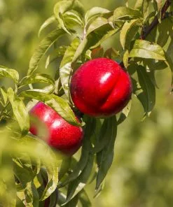 Fast Growing Trees Red Gold Nectarine 8 Fast Growing Trees Red Gold Nectarine