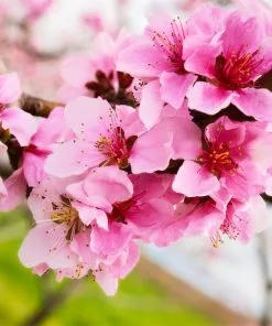 Fast Growing Trees Red Gold Nectarine 9 Fast Growing Trees Red Gold Nectarine