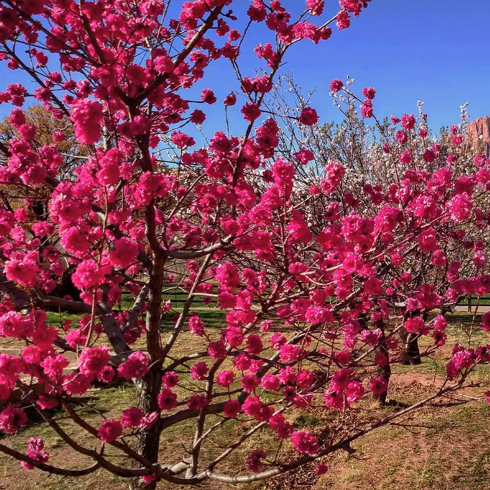 Fast Growing Trees Red Baron Peach Tree Peach Trees 4 Fast Growing Trees Red Baron Peach Tree Peach Trees