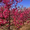 Fast Growing Trees Red Baron Peach Tree Peach Trees
